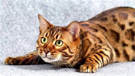 Bengal Cat Facts Characteristics Tips Eac Youtube