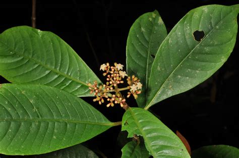 Psychotria Plant17 Rubiaceae