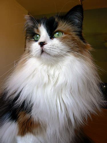 It is the reason they have so many loyal fans. Maine Coon: Calico Maine Coon