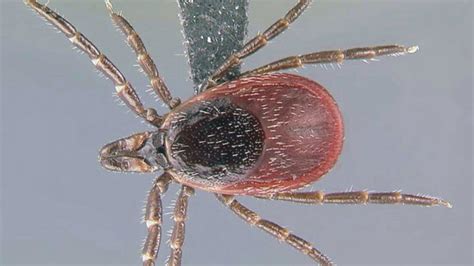 Ticks That Can Carry Lyme Disease Are Spreading Across Us Fox News