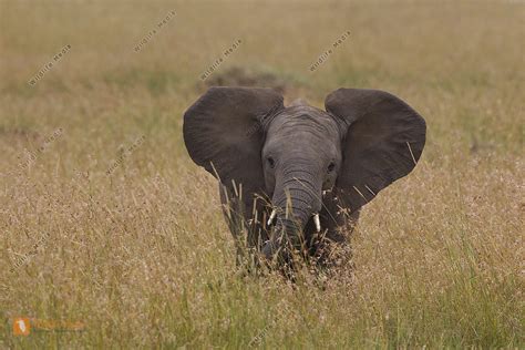 Afrikanischer Elefant Jungtier Bild Bestellen Naturbilder Bei