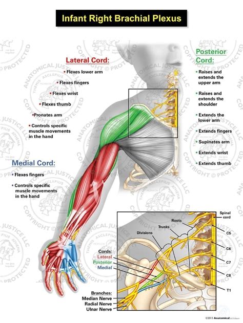 Nursing In 2020 Plexus Products Brachial Medical Anatomy Images And