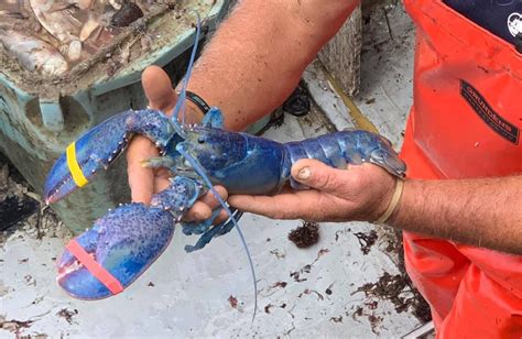 Mass Fisherman Catches Extremely Rare Blue Lobster Boston News