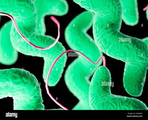 Campylobacter Bacteria Computer Illustration Stock Photo Alamy