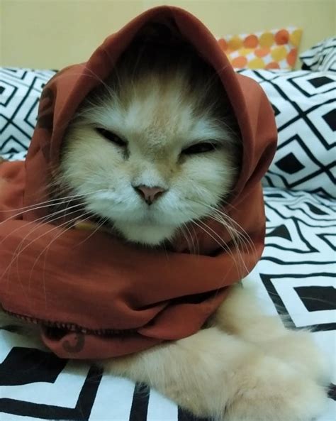  Gambar Lucu Monyet Pakai Jilbab