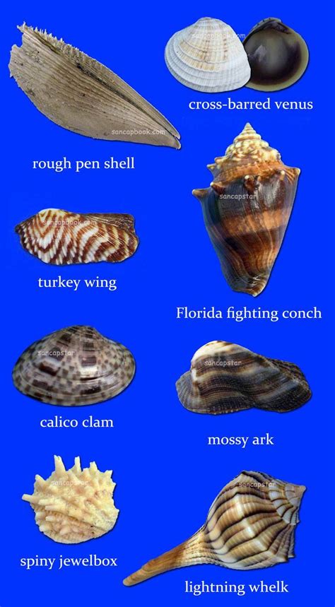 Sancapstar Shell Guide Shells Sea Shells Sanibel Shells