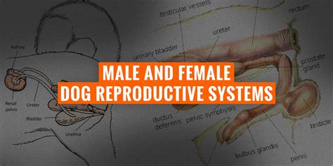 Male Reproductive System Parts Diagram Human Anatomy