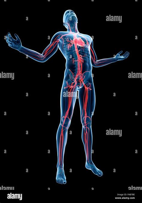 Human Vascular System Computer Illustration Stock Photo Alamy