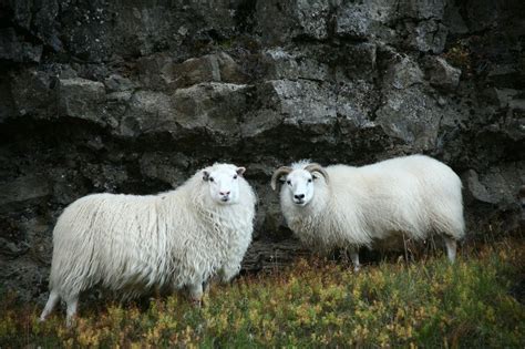 Icelandic Sheep Cute Animals Animals Beautiful Animals