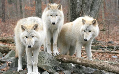 Timber Wolf Wallpapers Wallpaper Cave