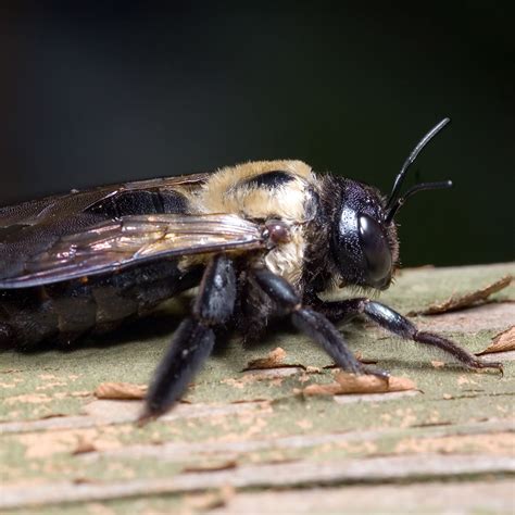 Maybe you would like to learn more about one of these? How to Make a Homemade Carpenter Bee Spray | Green Pest Solutions