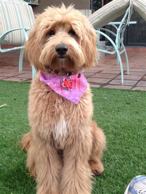 There is no breed standard cut for labradooodle's. Australian Labradoodle Haircuts