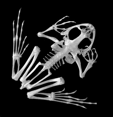 Frog Species Skeleton Animal Skeletons Animal Bones Animal Skulls
