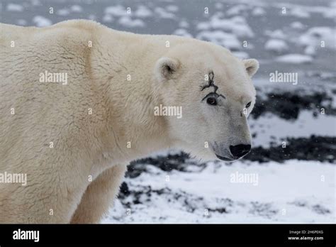 Canada Manitoba Churchill Mature Male Polar Bear With Scar Over His