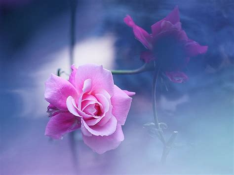 Daydreaming Wallpaper Pink Rose Pretty Flowers Flowers Beautiful Flowers