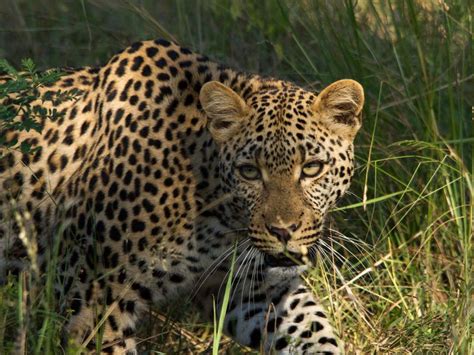 A Leopard Walking In Kruger National Park South Africa Smithsonian