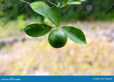 Green Calamansi Stock Photo Image Of Citrus Juicy Mandarin 44691158