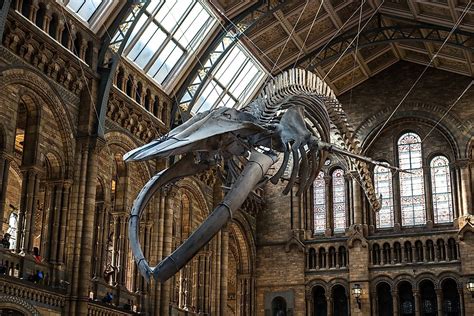 What Is A Natural History Museum And What Is Its Significance Worldatlas