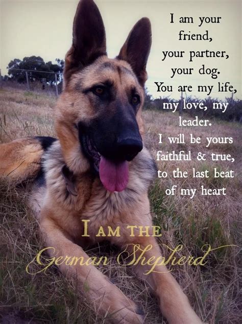 I Am The German Shepherd German Shepherd Quotes German Sheperd Dogs