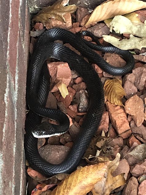 Just To Be Sure This Is Just A Common Black Snake Correct Nc R
