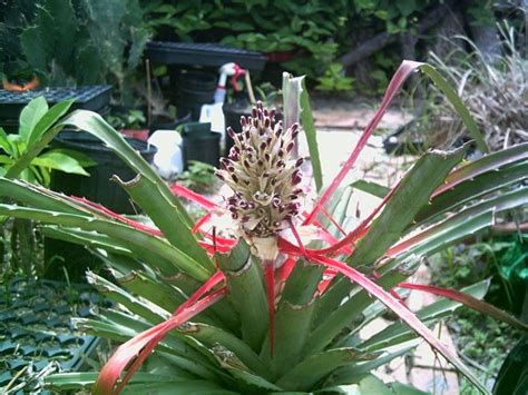 Ksquest Identify The Gorgeous Weird Pineapple Y Bromeliad Y Rescue Plant