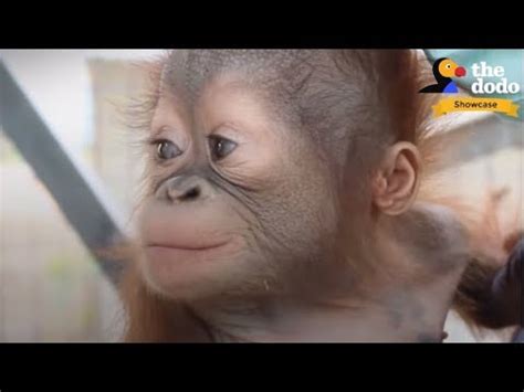 4 INCREDIBLE Orangutan Rescues That Will Change Your Life The Dodo