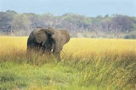 changes to the African Elephants ecosystem