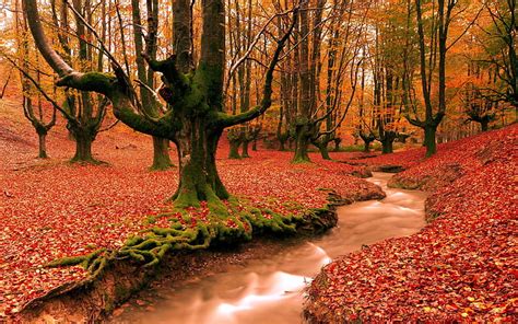 Hd Wallpaper Red Leaves Ground Creek Forest Trees Autumn Landscape