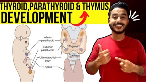 Thyroid Gland Development Embryology Thymus Gland Development