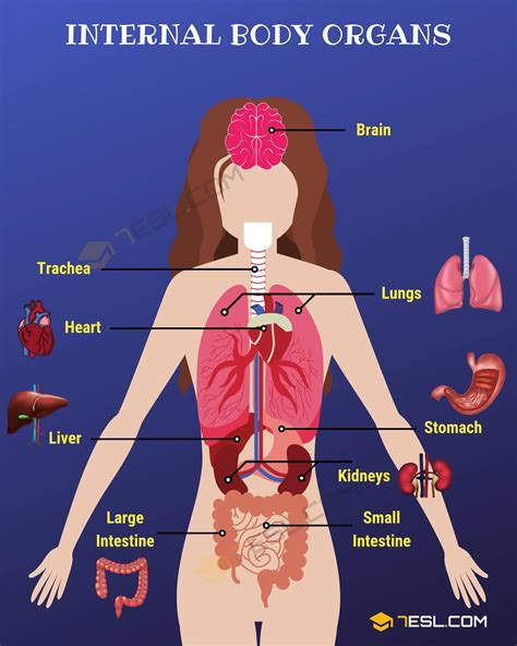 Body Parts Parts Of The Body In English With Pictures 7esl Human