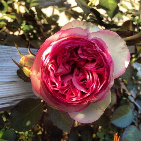 Eden Climber Climbing Rose Pierre De Ronsard Climbing Roses