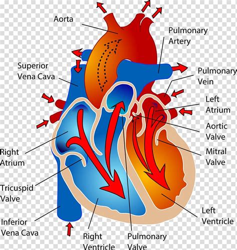 The Cardiovascular System Circulatory System Heart Human Body Anatomy