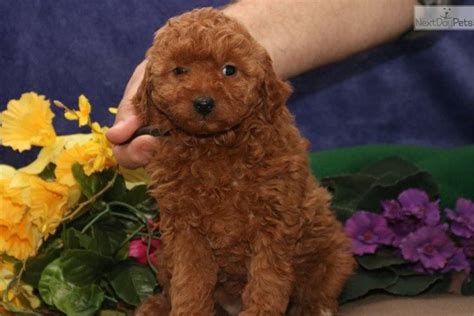 Browse and find poodle puppies today, on the uk's leading dog only classifieds site. Kimmy Me: Poodle, Miniature puppy for sale near Lancaster, Pennsylvania. | cec86b0e-56a1