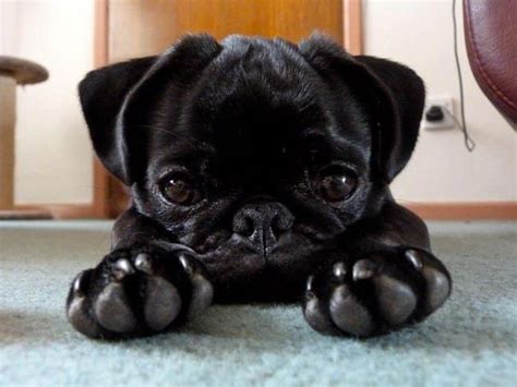 Adorable Black Baby Pug Pugs Animals Pinterest