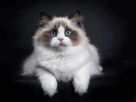 Ragdoll Cat The Essential Breed Guide I Pets4you