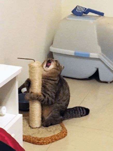 Meme Generator Cat Screaming With Scratching Post Newfa Stuff