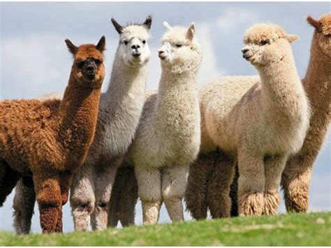 4 Peruvian Homes Of The Alpacas Tours Y Excursiones En Perú