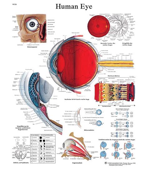 Anatomical Chart Eye Laminated