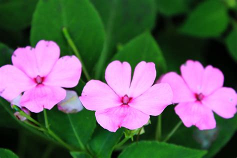 Violet Flowers 3 Free Stock Photo Public Domain Pictures