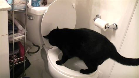 Cat Poops In Toilet Youtube