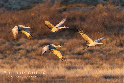 Sandhill Cranes Fly Out At Sunrise Bosque Del Apache Nwr Grus Canadensis Bosque Del Apache