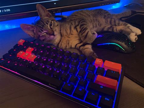 My Cat Chap Hanging Around My Gaming Setup Cat Aesthetic Anime