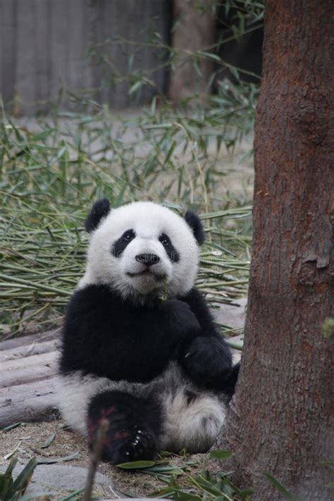 401 Panda Climbing Bamboo Tree Stock Photos Free And Royalty Free Stock