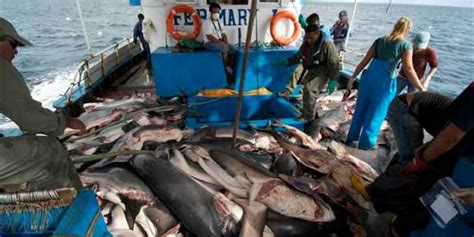 Ecuador Logra Condena De Los Países Del Pacífico Sur A La Pesca Ilegal