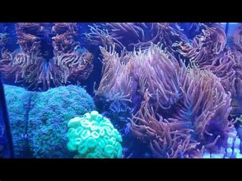 Frogspawn Brown Jelly Disease Outcome Youtube