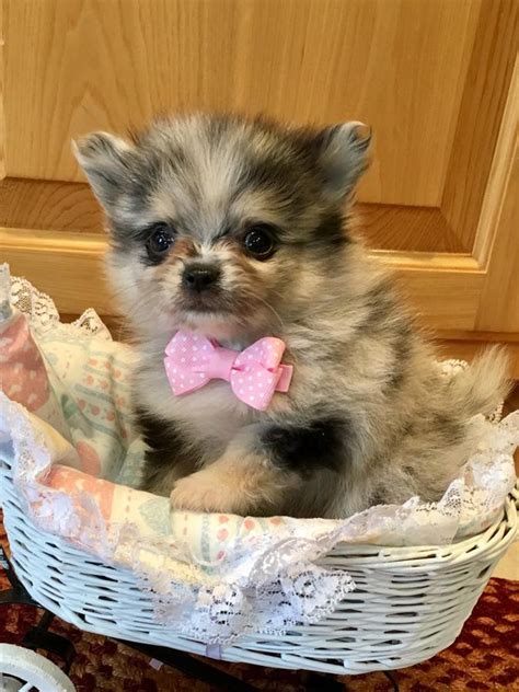Pomeranian Puppies For Sale | New York, NY #234375