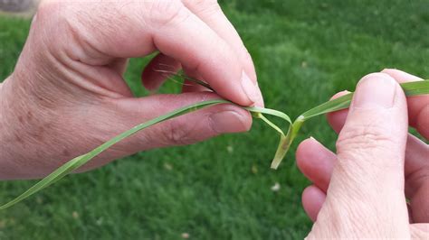 Co Horts Weed Of The Moment Crabgrass And Its Look Alikes