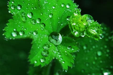 Green Leaf Dew Nature Walppaper Branch Tree Macro Wallpapers Hd