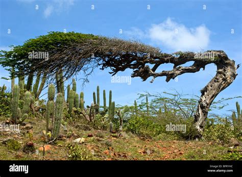 Aruba Divi Divi Tree Stock Photo Alamy