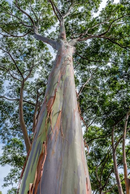 Premium Photo Colorful And Tall Rainbow Eucalyptus Tree On Oahu Hawaii